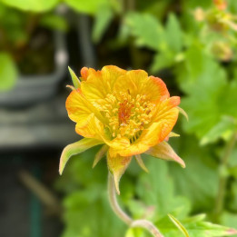 Geum cocktail Alabama Slammer