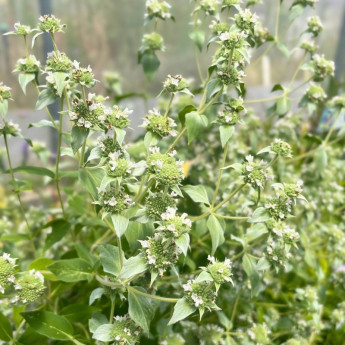 Pycnanthemum muticum