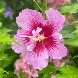 Hibiscus syriacus Flower Tower Purple