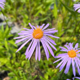 Aster tongolensis Napsbury