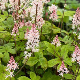Floraison de la Tiarella Spring Symphony