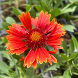 Fleur rouge de la Gaillardia aristata SpinTop Red Sky