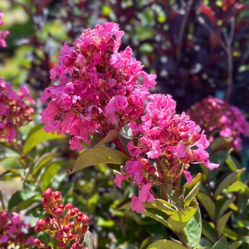 Lagerstroemia indica Enduring Pink