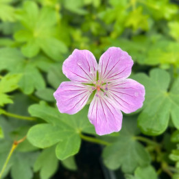 Fleur rose du Geranium sanguineum Frivolius Lilac
