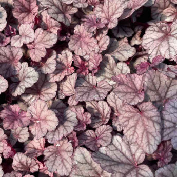 Heuchera Pink Panther