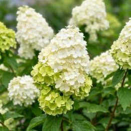 Hydrangea paniculata Polar Bear