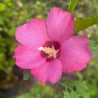 Hibiscus syriacus Pink Giant