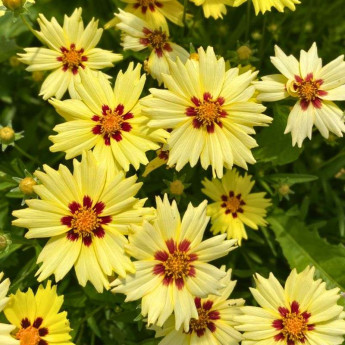 Coreopsis grandiflora Solar® Moon en pleine fleurs
