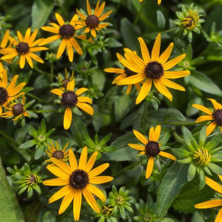 Floraison du Rudbeckia Little Goldstar