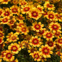 Floraison abondante du Coreopsis Uptick Gold and Bronze
