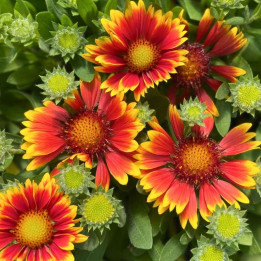 Floraison de la Gaillardia Guapa Tango Bicolour