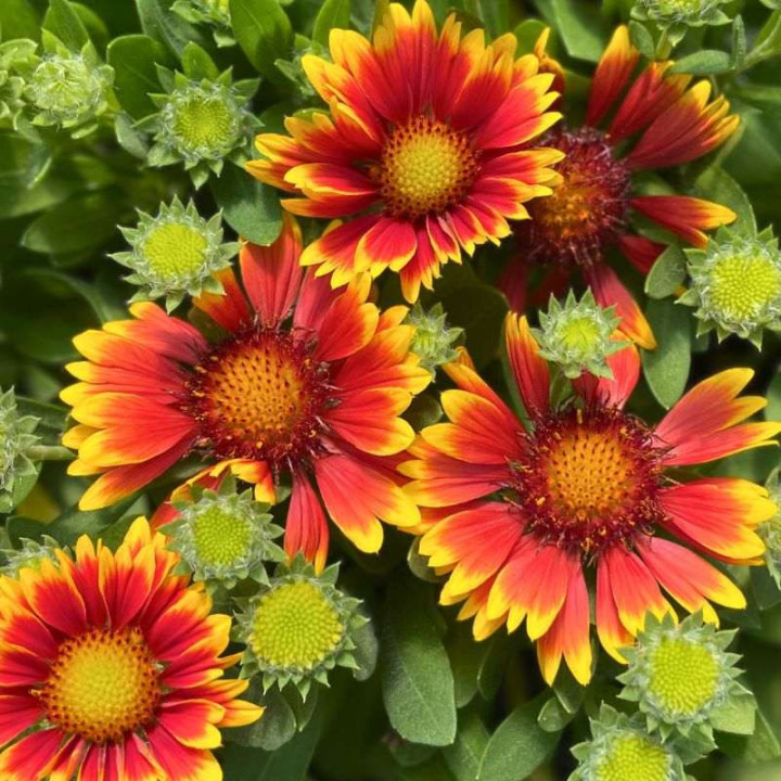 Floraison de la Gaillardia Guapa Tango Bicolour