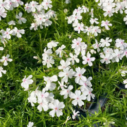 Floraison du Phlox subulata Amazing Grace