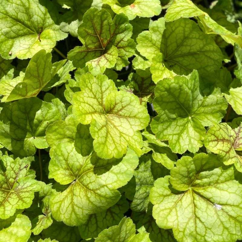 Feuillage de l'Heuchera Eternal Flame