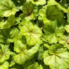 Heuchera Eternal Flame