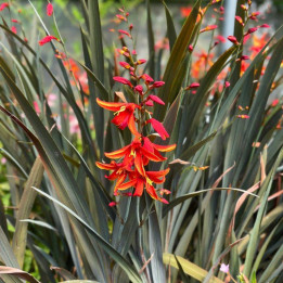 Crocosmia Bressingham Dark Fires