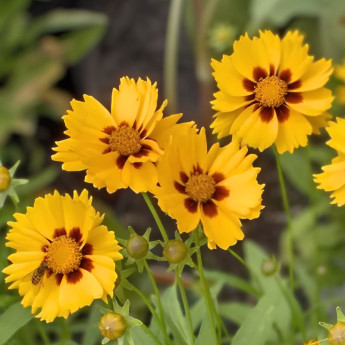 Coreopsis lanceolata Walter