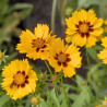 Coreopsis lanceolata Walter