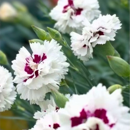 Dianthus plumarius Ine