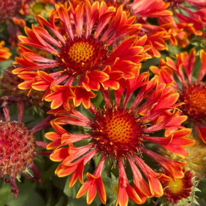 Floraison de la Gaillardia aristata SpinTop Red Sky