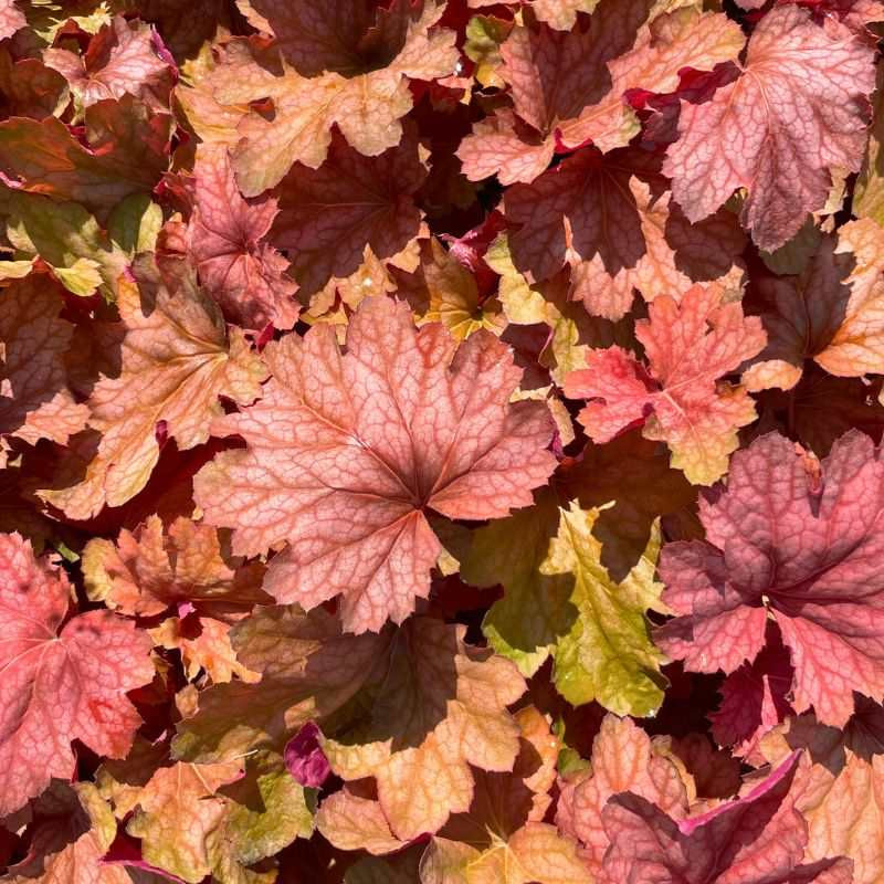Feuillage de l'Heuchera Carnival Watermelon Feuillage de l'Heuchera Carnival Watermelon