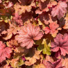 Heuchera Carnival Watermelon