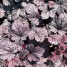 Heuchera Shangai