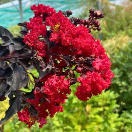 Lagerstroemia indica Black solitaire Best Red
