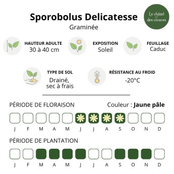Sporobolus airoides Delicatesse