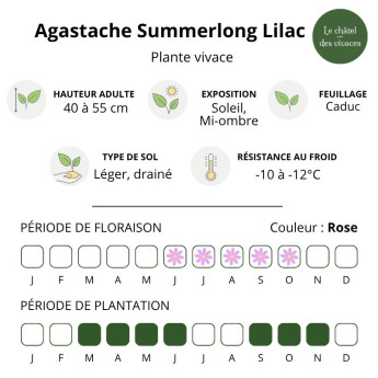 Caractéristiques de l'Agastache Summerlong Lilac