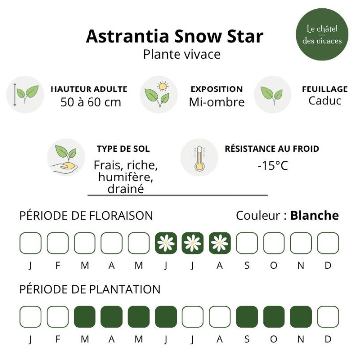 Caractéristiques de l'Astrantia major Snow Star