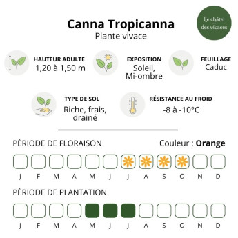 Canna Tropicanna