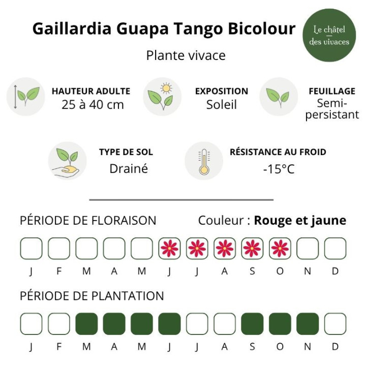 Caractéristiques de la Gaillardia Guapa Tango Bicolour