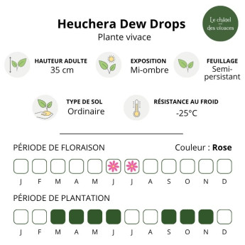Heuchera Dew Drops