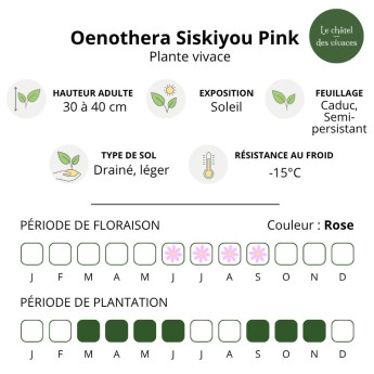 Caractéristiques de l'Oenothera speciosa Siskiyou Pink