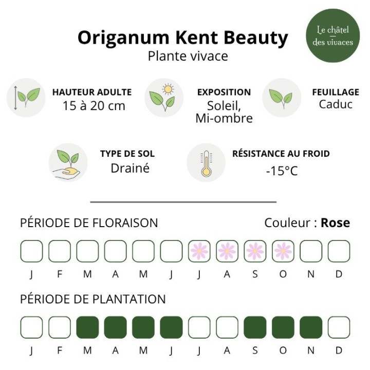 Caractéristiques de l'Origanum Kent Beauty