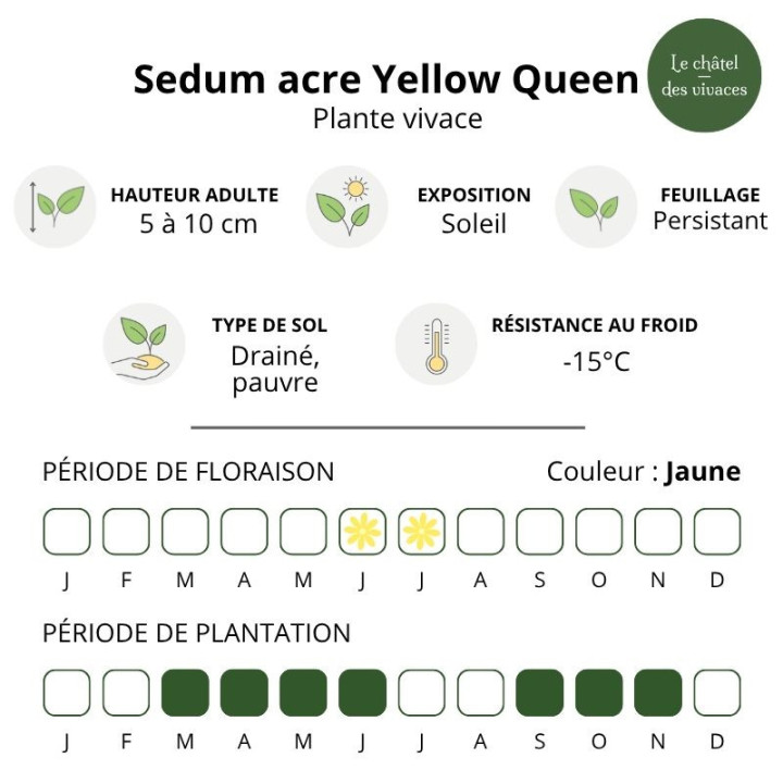 Sedum acre Yellow Queen
