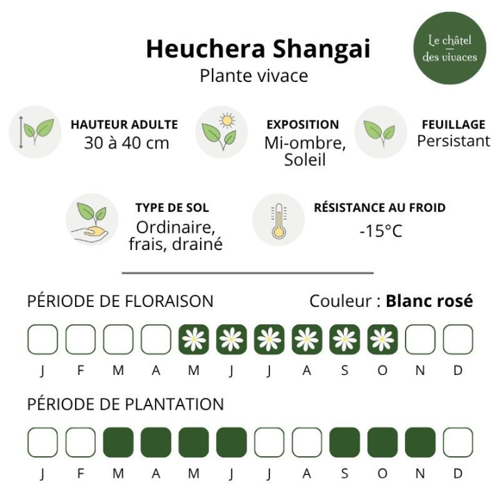 Caractéristiques de l'Heuchera Shangai