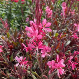 Floraison de la Gaura lindheimeri Gaudi Medium Rose