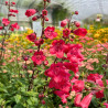 Penstemon Mountain Treats Red