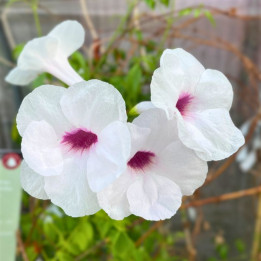 Pandorea jasminoides rose