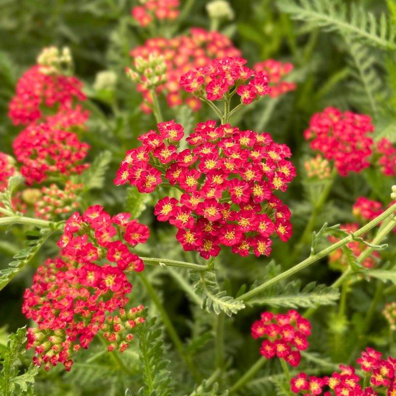 Achillea Sassy Summer Sangria - Floraison Achillea Sassy Summer Sangria - Floraison