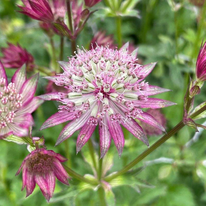 Astrantia major Star of Love