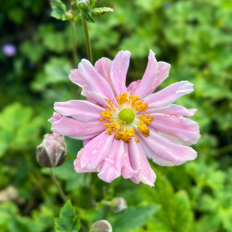 Fleur rose de l'Anemone Garden Breeze Whirlwind Pink Fleur rose de l'Anemone Garden Breeze Whirlwind Pink