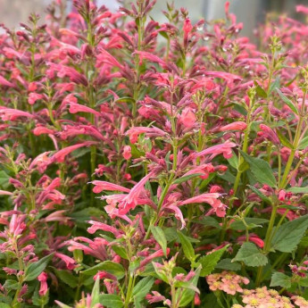 Floraison de l'Agastache mexicana Summerlong Coral