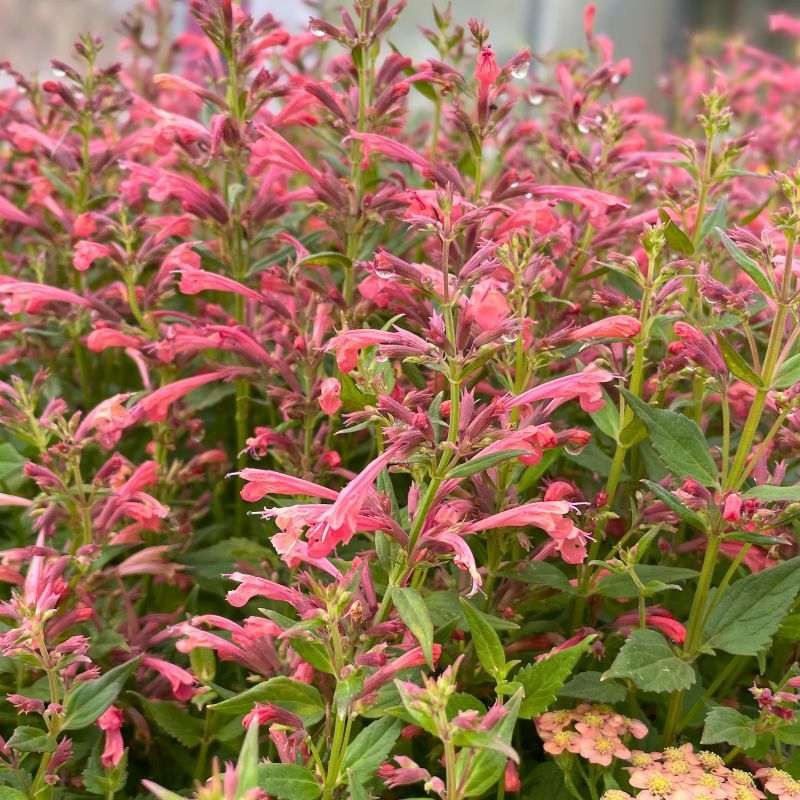 Floraison de l'Agastache mexicana Summerlong Coral Floraison de l'Agastache mexicana Summerlong Coral
