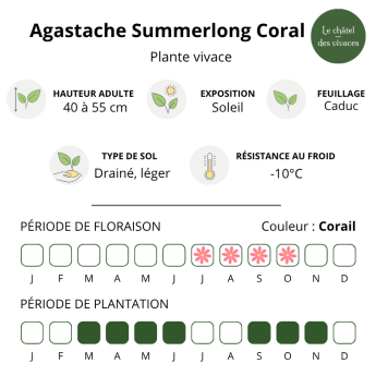 Caractéristiques de l'Agastache mexicana Summerlong Coral