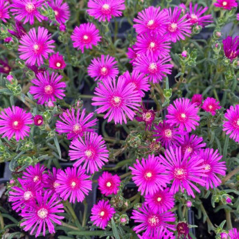Floraison du Delosperma cooperi