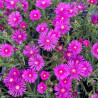 Delosperma cooperi