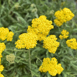 Fleurs jaunes de l'Achillea Little Moonshine